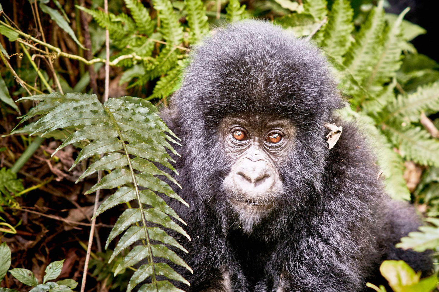 Congo eSIM